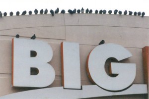 Pigeons at Kmart, North Adams (1999). 