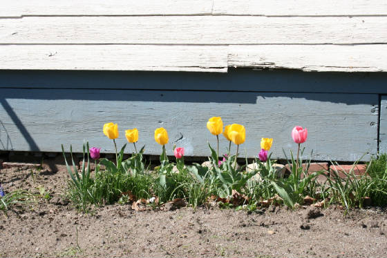 Marylou's tulips, Claremont, New Hampshire (2006)